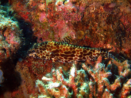 Coral fishes, Vietnam, Nha Trang