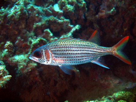 Coral fishes, Vietnam, Nha Trang