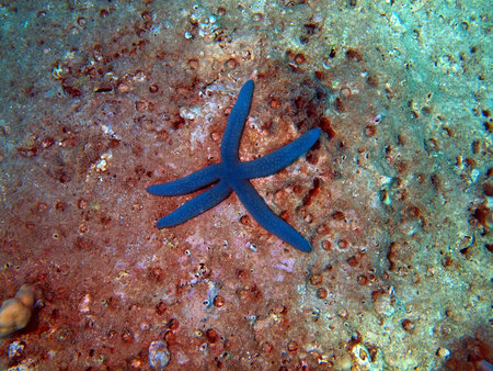Starfish, Vietnam, Nha Trangの写真素材