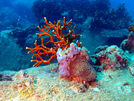 Stony corals of the South-Chinese sea, Vietnam, Nha Trang