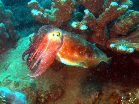 Devilfish, Vietnam, Nha Trangの写真素材