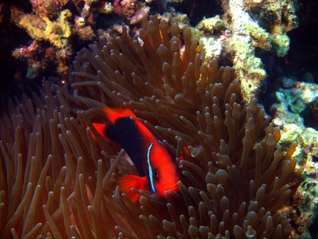 Fish-clown, Vietnam, Nha Trangの写真素材