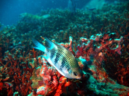 Coral fishes, Vietnam, Nha Trangの写真素材