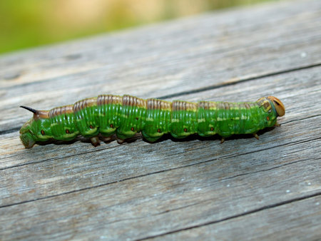 Caterpillar of the fur-tree butterfly, the Karelian margin