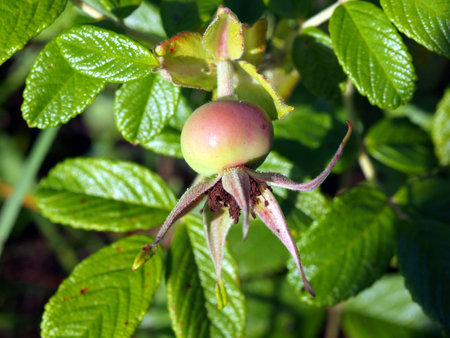 Field flowers of Kunashir, dogrose