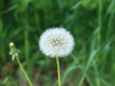 Field flowers of an average strip of Russia  dandelion