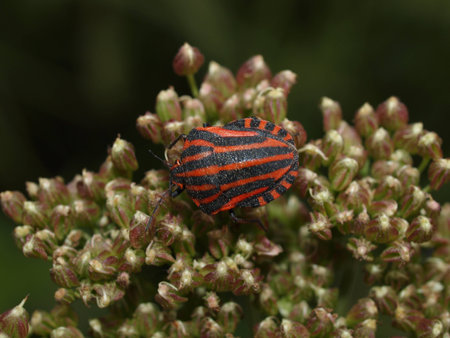Interesting insects of an average strip of Russia: wood bug