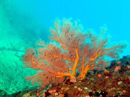 Tropical gorgonian, Vietnamの写真素材