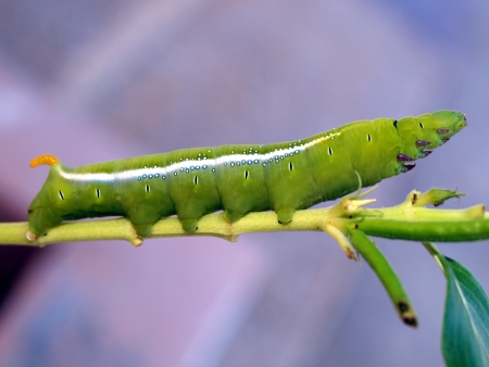 Caterpillar of the tropical butterfly, Vietnamの写真素材