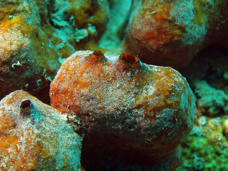 Underwater sponge, Vietnam