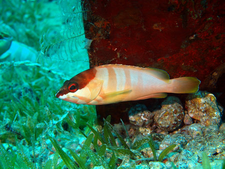 The small perch, Red sea, Dahab