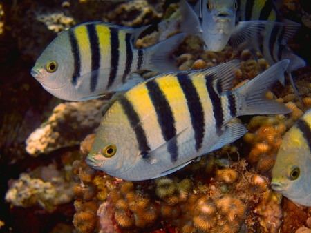 Coral fish, Red sea, Dahabの写真素材