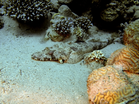 Fish-crocodile, Red sea, Dahabの写真素材