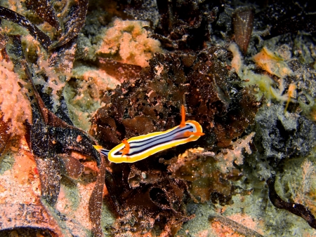 Sea slugs of the Red sea, Dahabの写真素材