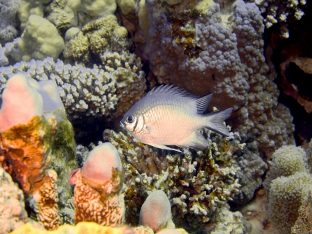Coral fish, Red sea, Dahabの写真素材