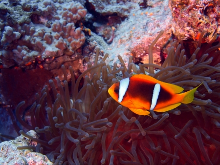 Fish-clown, Red sea, Dahabの写真素材