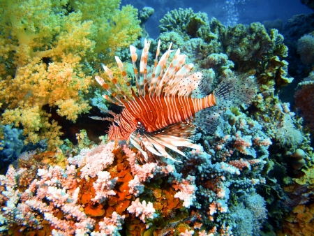 Scorpionfish, Red sea, Dahabの写真素材