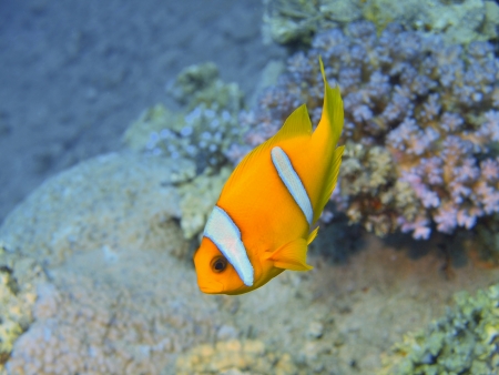 Fish-clown, Red sea, Dahabの写真素材