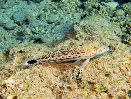 Coral fish, Red sea, Dahab