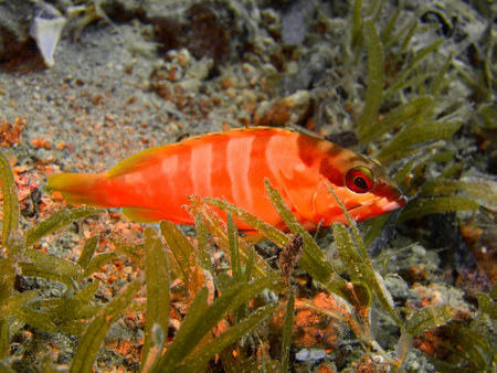 The small perch, Red sea, Dahab