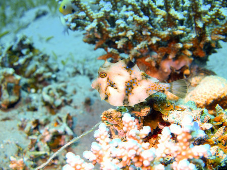Boxfish, Red sea, Dahab
