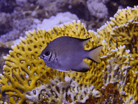 Coral fish, Red sea, Dahab