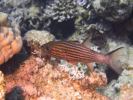 Coral fish, Red sea, Dahab