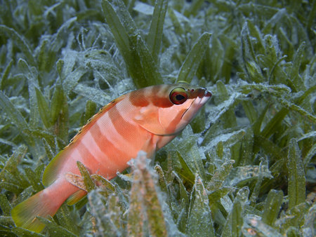 The small perch, Red sea, Dahab
