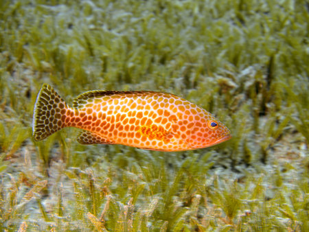 The small perch, Red sea, Dahab