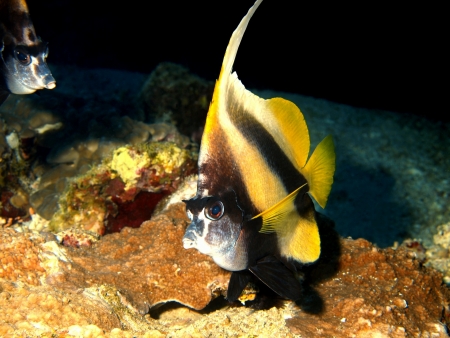 Coral fish, Red sea, Dahabの写真素材