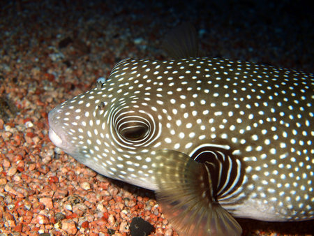 Boxfish, Red sea, Dahab