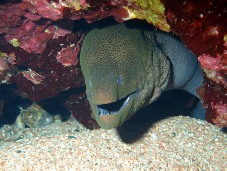 Moray eels of the Red sea, Dahab 