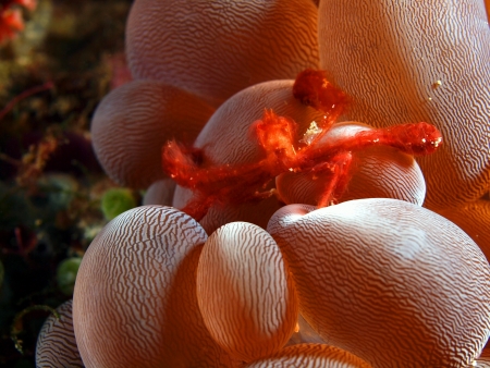 The small shaggy crab, Philippine seaの写真素材