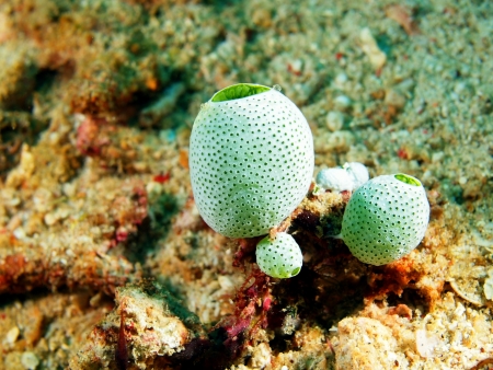 Sea squirt, Philippine seaの写真素材