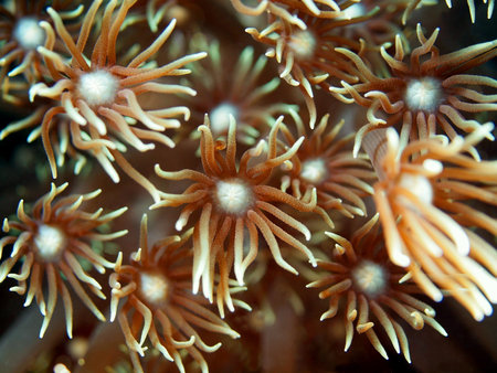 Soft coral, Philippine sea