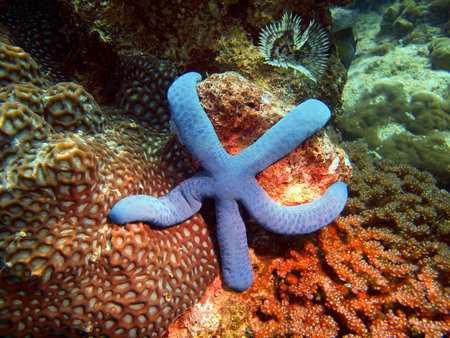 Starfish, Philippine seaの写真素材