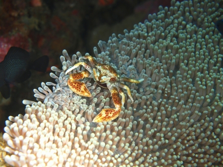 Masking of the small crab, Philippine seaの写真素材