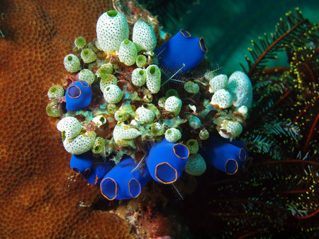 Sea squirt, Philippine sea