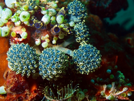 Soft coral, Philippine seaの写真素材