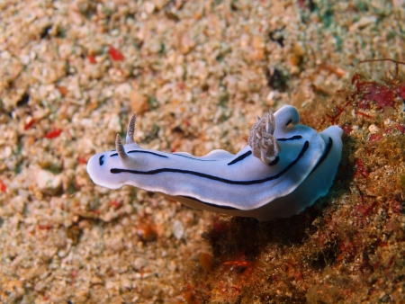 Sea slugs of the Philippine seaの写真素材
