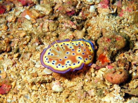 Sea slugs of the Philippine seaの写真素材
