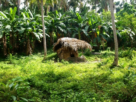 Small house in jungle, Philippine islandsの写真素材