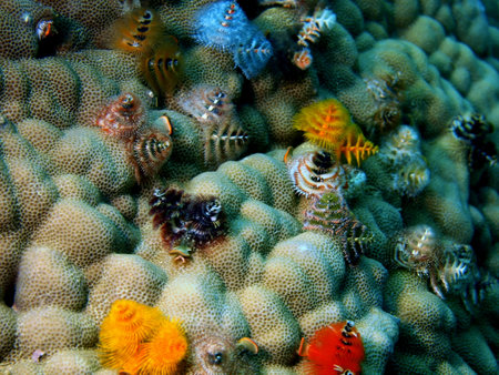 Gills of sea worm, Vietnamの写真素材