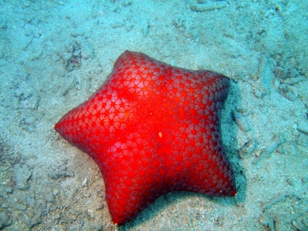 Starfish, Vietnamの写真素材