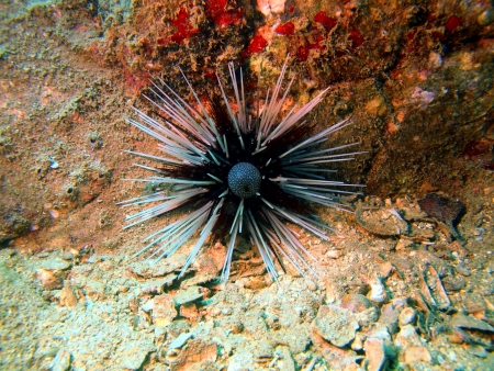 Sea urchin, Vietnamの写真素材