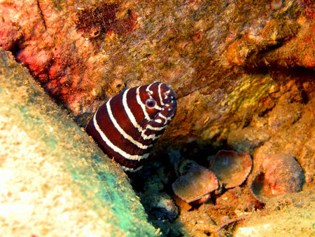 Moray eel, Vietnam