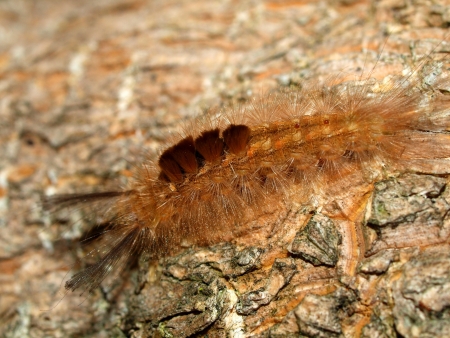 Caterpillar of the tropical butterfly, Vietnamの写真素材