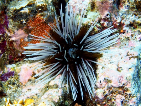 Sea urchin, Vietnamの写真素材