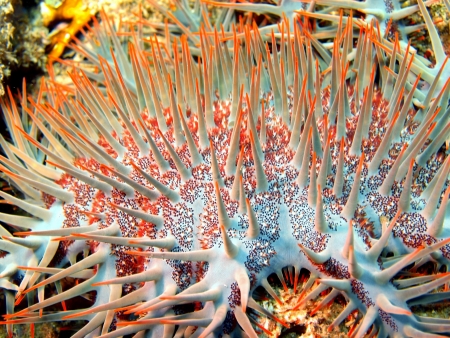 Starfish, Vietnamの写真素材