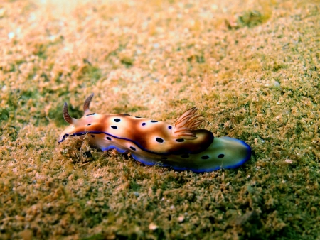 Sea slugs of the South-Chinese seaの写真素材